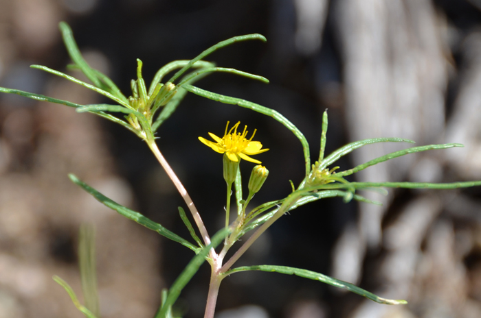 Manybristle Cinchweed stems are forked and forked again. These plants prefer elevations below 6,000 feet (1,829 m). Pectis papposa